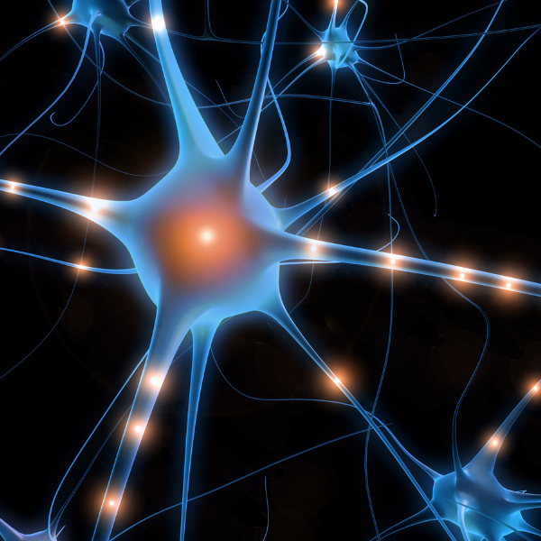 Das vernetzte Gehirn: Entschlüsselung eines komplexen Schaltplans